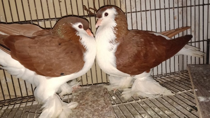 Lahori Sherazi Pigeons-Image 2