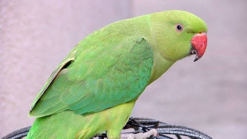 Green parrot handtame for sale-Image 1