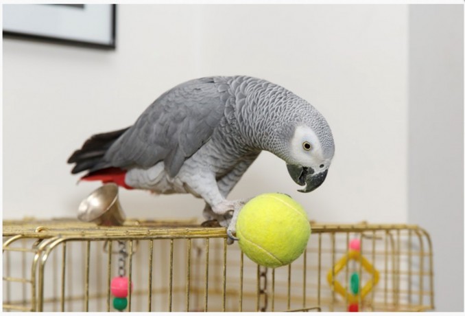 Cute African Grey Parrot