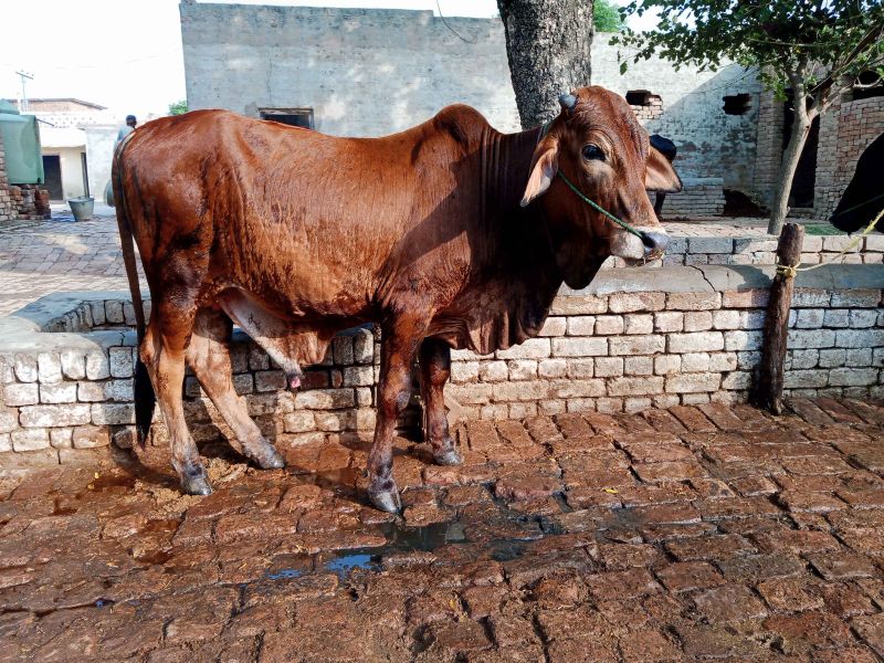 Sahiwal Bull-Image 2