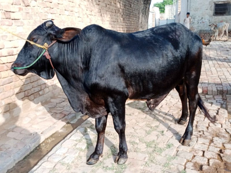 Sahiwal Bull-Image 2