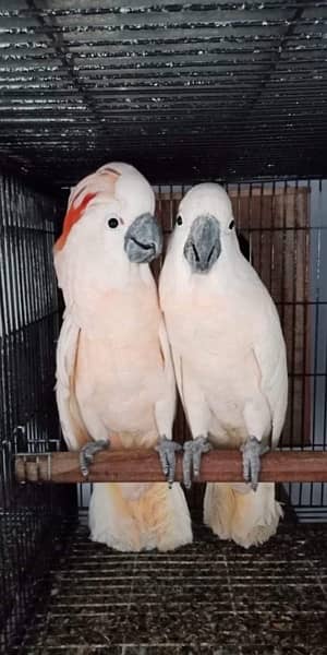 moluccan cockatoo handtamed parrot pair