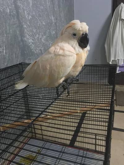 Moluccan cockatoo