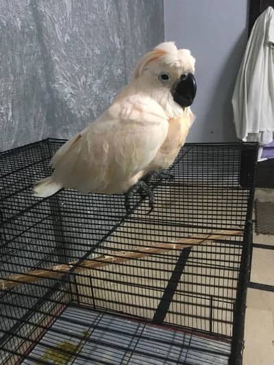 Moluccan cockatoo