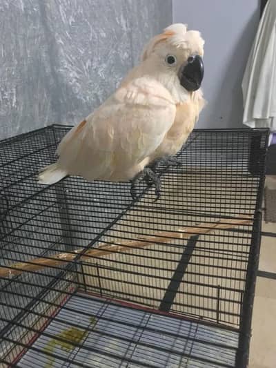 Moluccan cockatoo