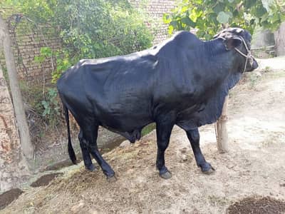 Bull For Sale