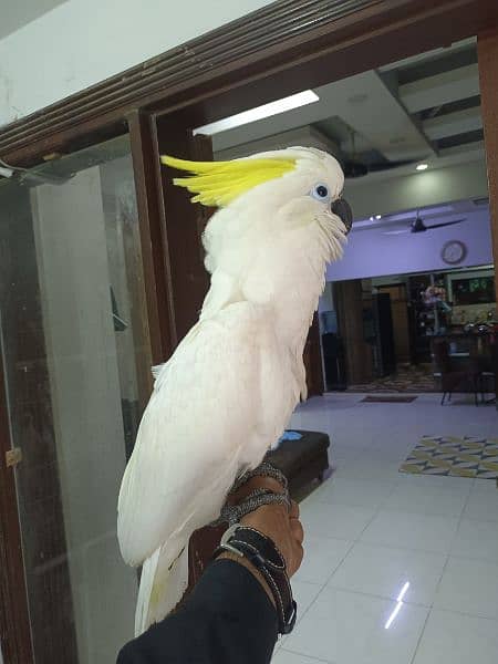 Cockatoo For Sale