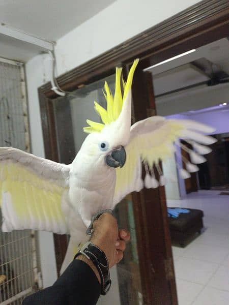 Cockatoo For Sale