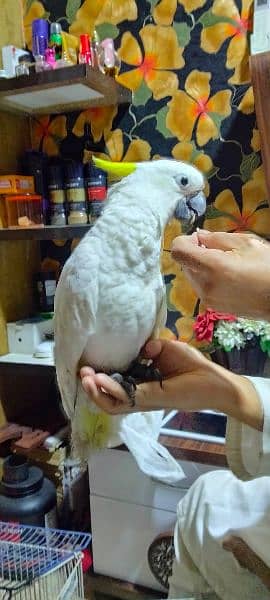 Cockatoo For Sale in Karachi