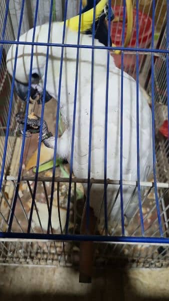 Cockatoo For Sale in Karachi