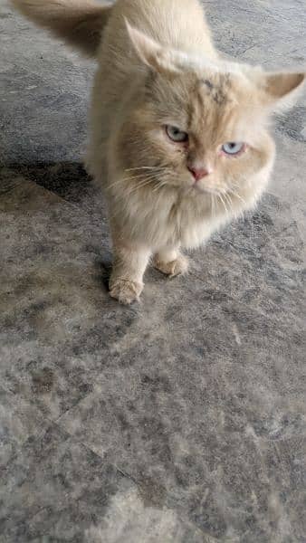 Persian cat