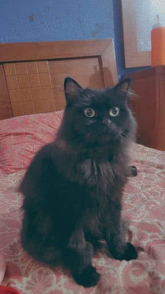 selling my black adult cat bella-Image 1