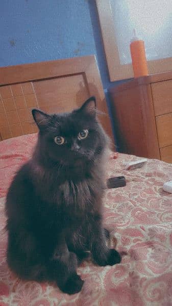 selling my black adult cat bella-Image 2