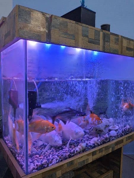 Aquarium fish for sale near me best sale