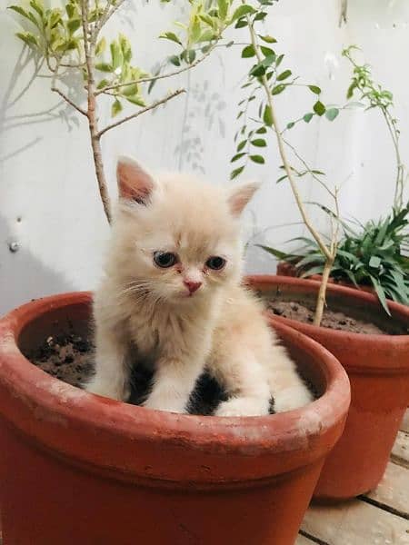 persian cat kitten male-Image 2