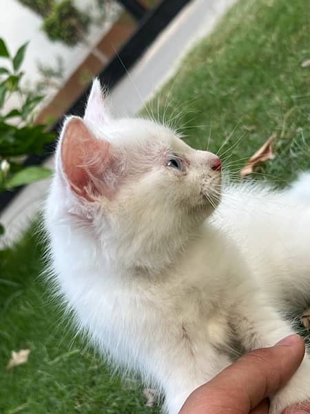 White kitten Persian triple coat cat-Image 2