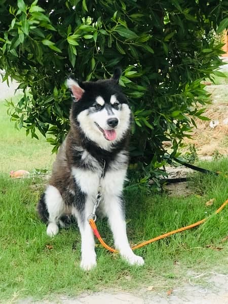 Siberian Husky (Urgently)for sale-Image 2