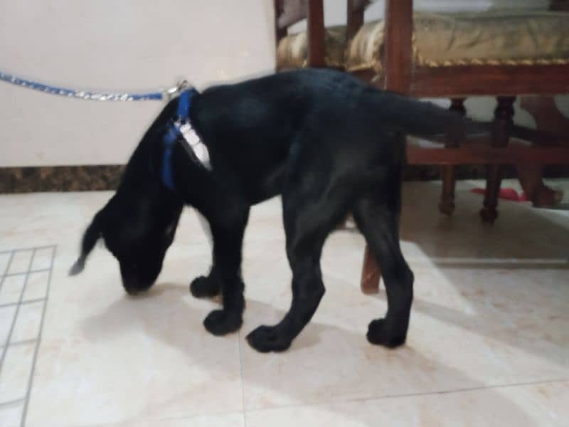 Labrador for sale/Dog for sale-Image 2