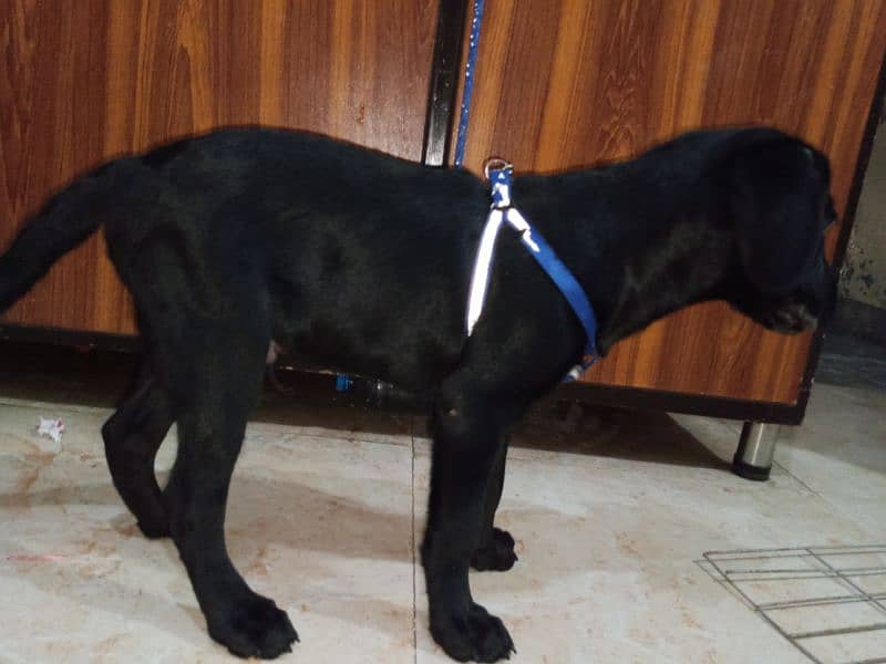 Labrador for sale/Dog for sale-Image 1