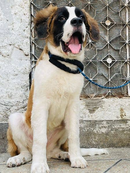 Saint Bernard