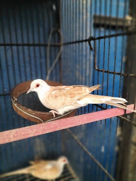 Red pied Dove female-Image 2