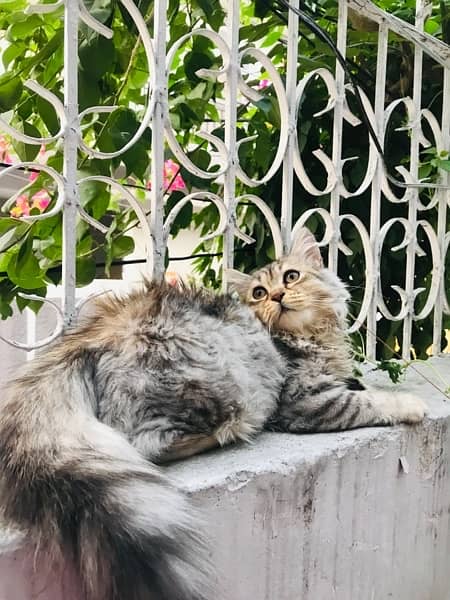 Grey Persian Male cat-Image 2