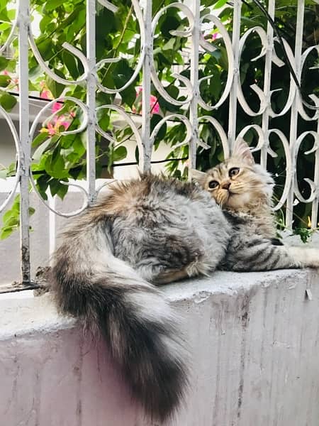 Grey Persian Male cat-Image 3