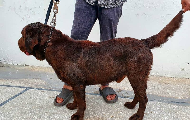 chocolate labrador male dog-Image 2