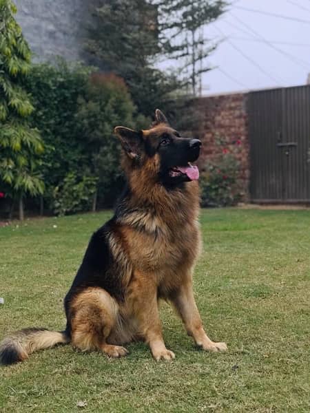 german shephard for sale-Image 2