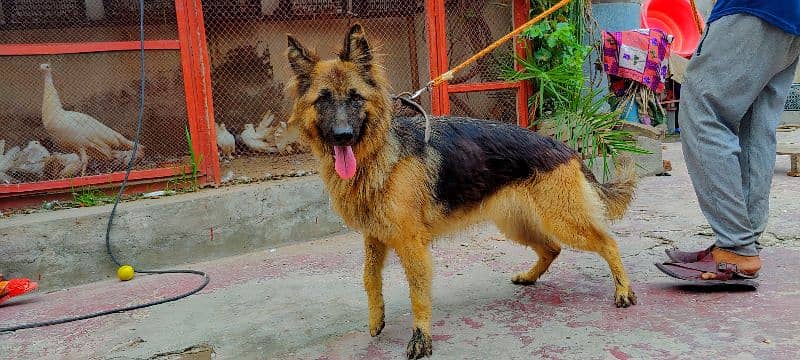 German shepherd female long hair Non Ped-Image 3