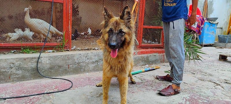 German shepherd female long hair Non Ped