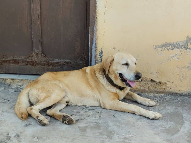 Labrador for sale urgently