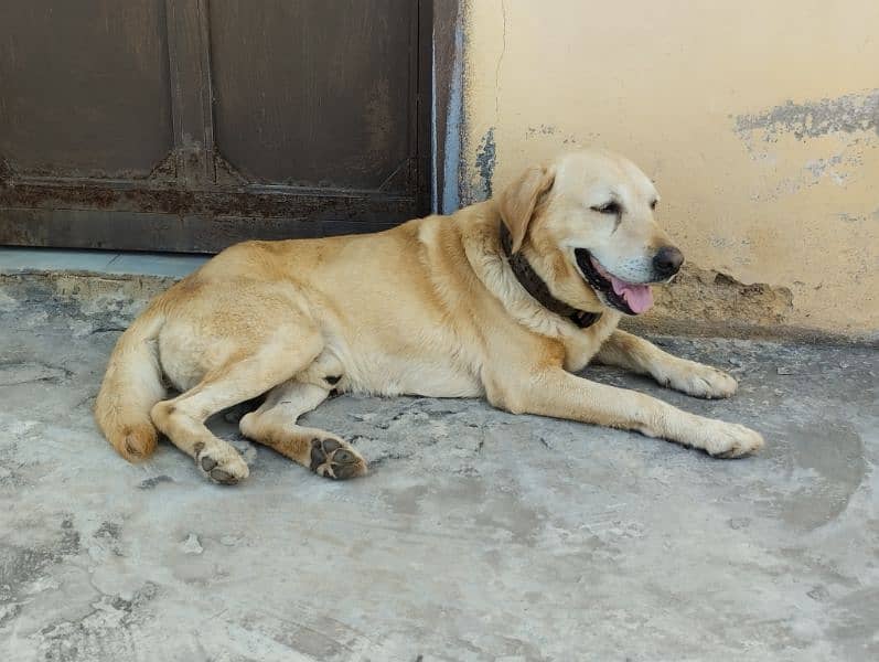 Labrador for sale urgently