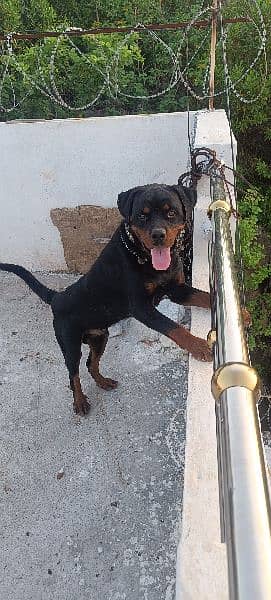 Rottweiler For sale-Image 2