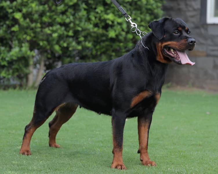 Top quality Rottweiler female for sale-Image 2