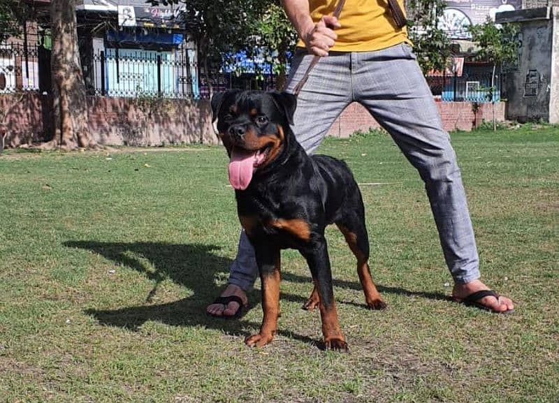 Rottweiler male Punch Face for sale-Image 2