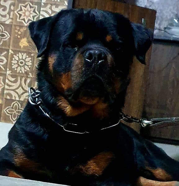 Rottweiler male Punch Face for sale