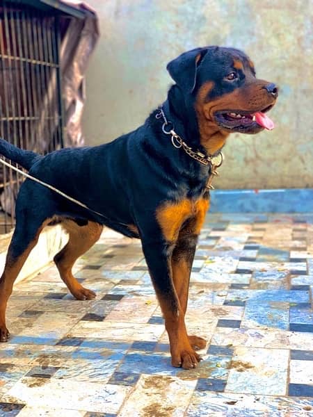 Rottweiler For Sale-Image 2