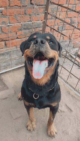 Rottweiler-Image 2