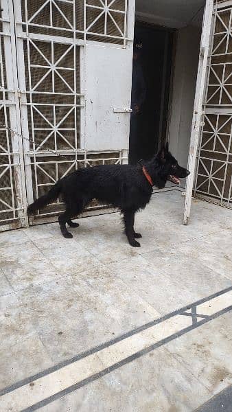 Black Shepherd Long Coat