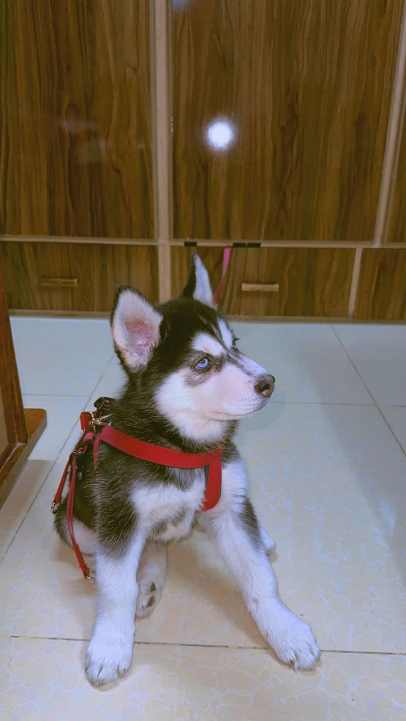 Siberian husky