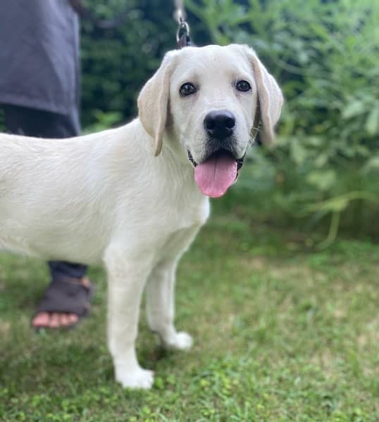 Labrador Female Puppy