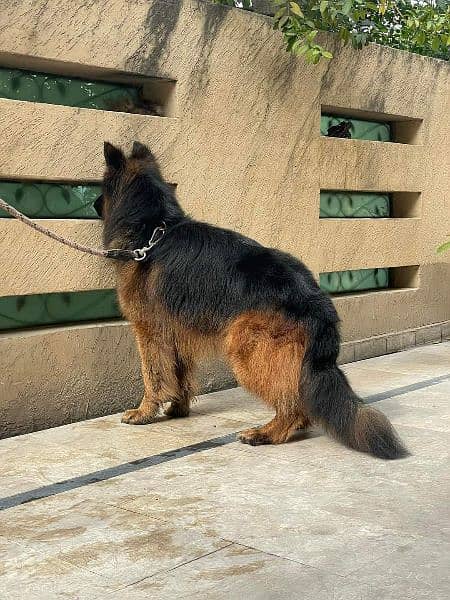 German Shepherd Male