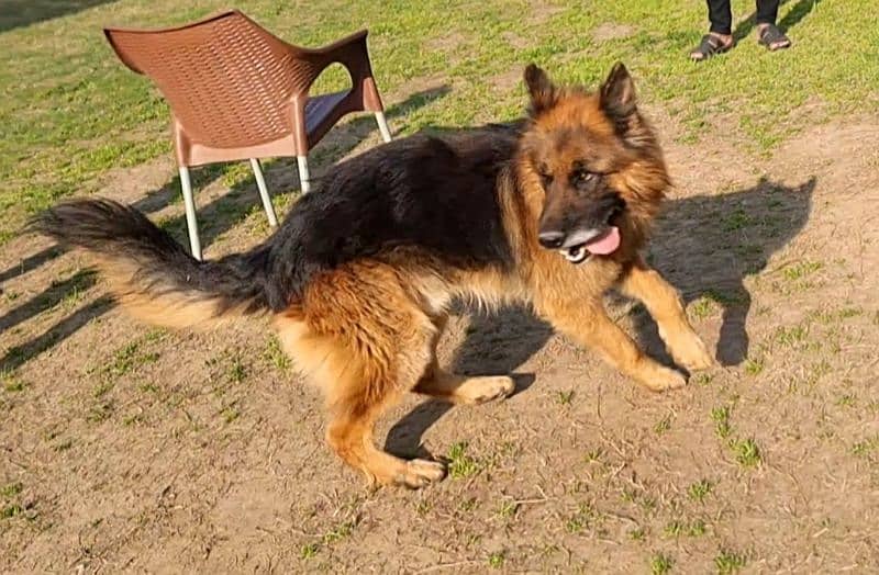 German Shepherd Male