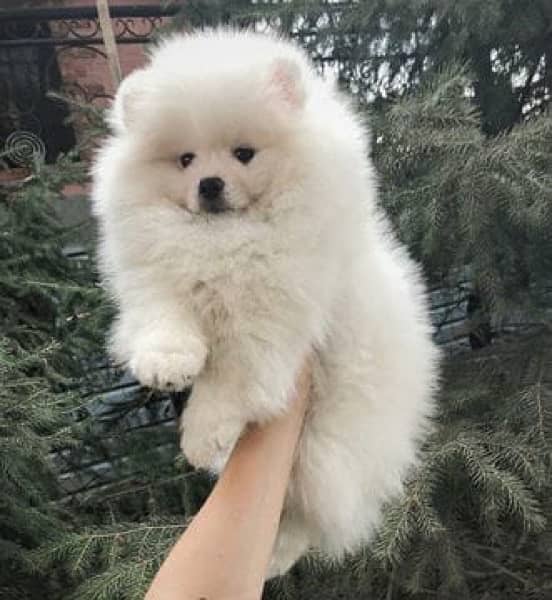 Pomeranian Dog-Image 2