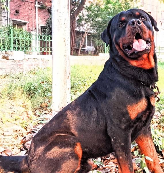 Rottweiler Male