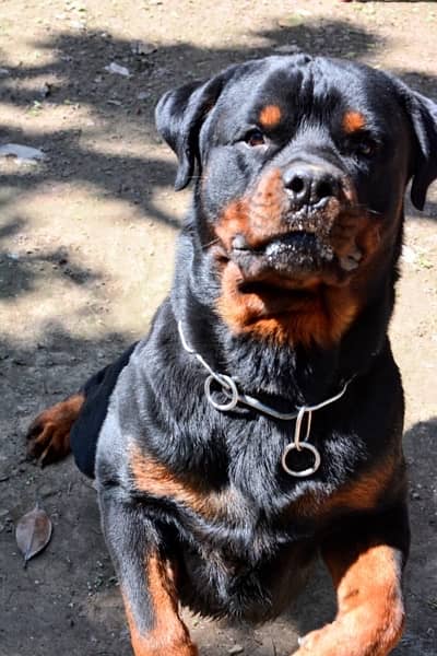 Rottweiler Male