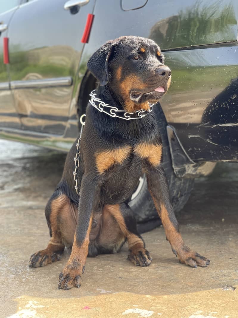 Rottweiler 6 and half month Male
