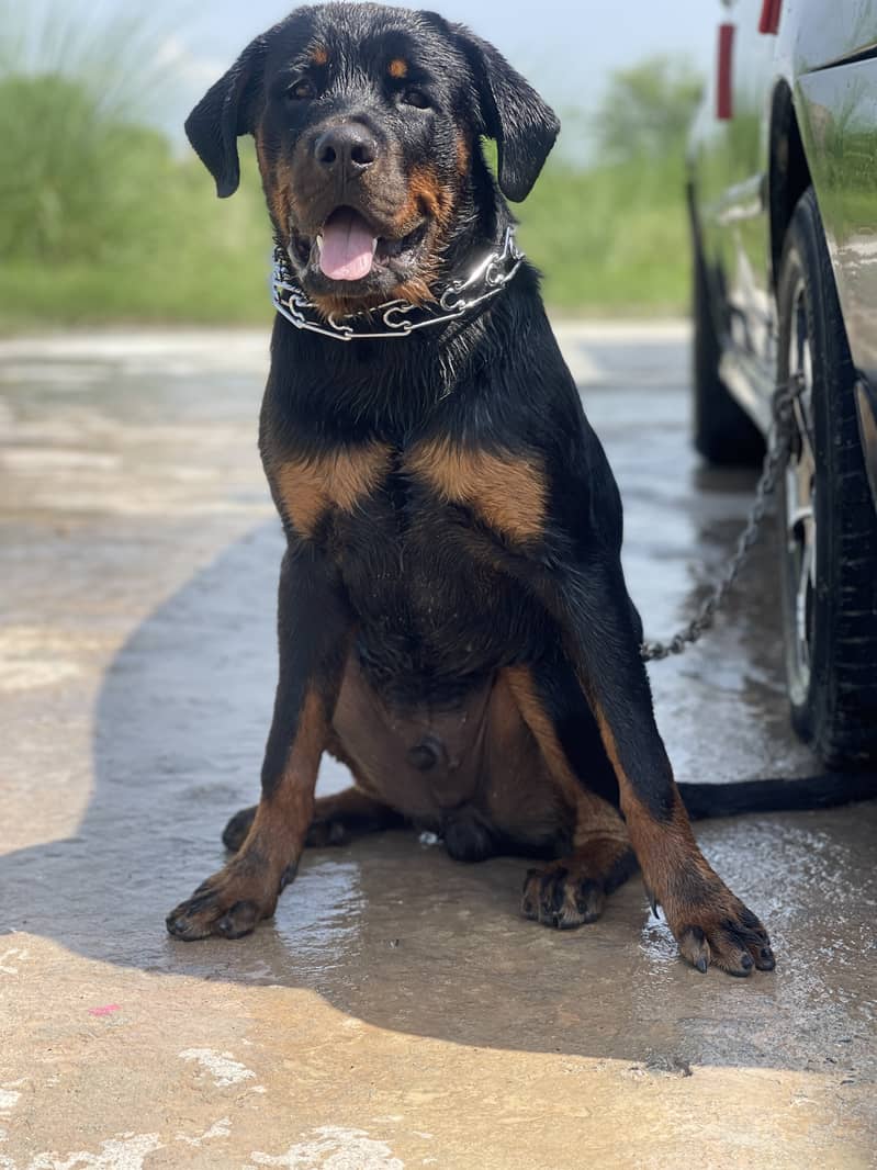 Rottweiler 6 and half month Male