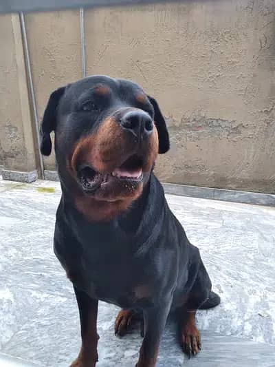 Rottweiler male pedigree for sale-Image 2